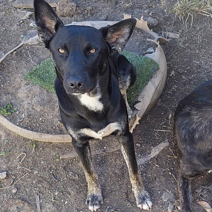 Romulus, a Adoptable Belgian Shepherd / Malinois in Sonoma, CA image 2/2