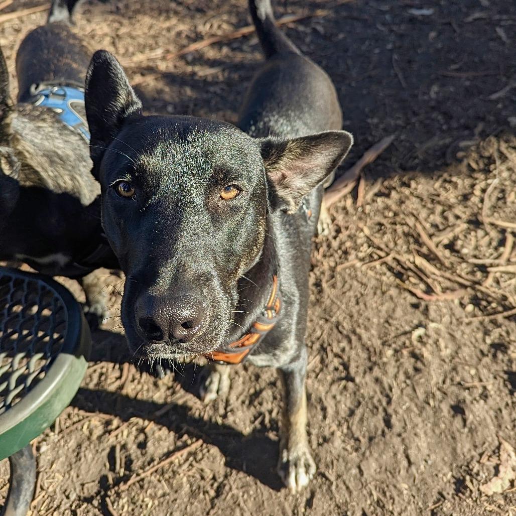 Romulus, a Adoptable Belgian Shepherd / Malinois in Sonoma, CA image 2/2
