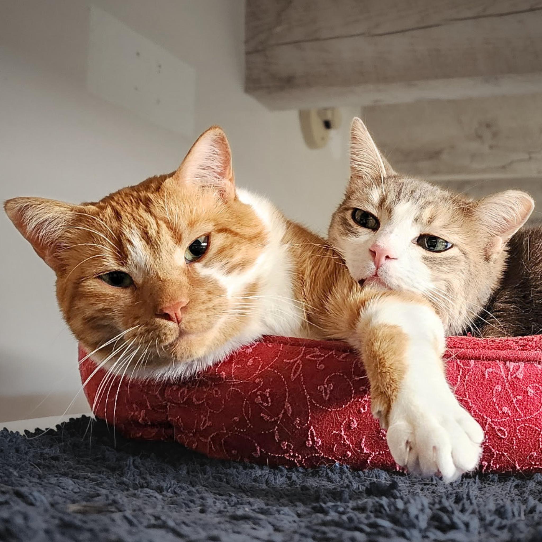 Enlarge Chamisa [and Lucius], a Adoptable mixed breed in Santa Fe, NM image 1/5