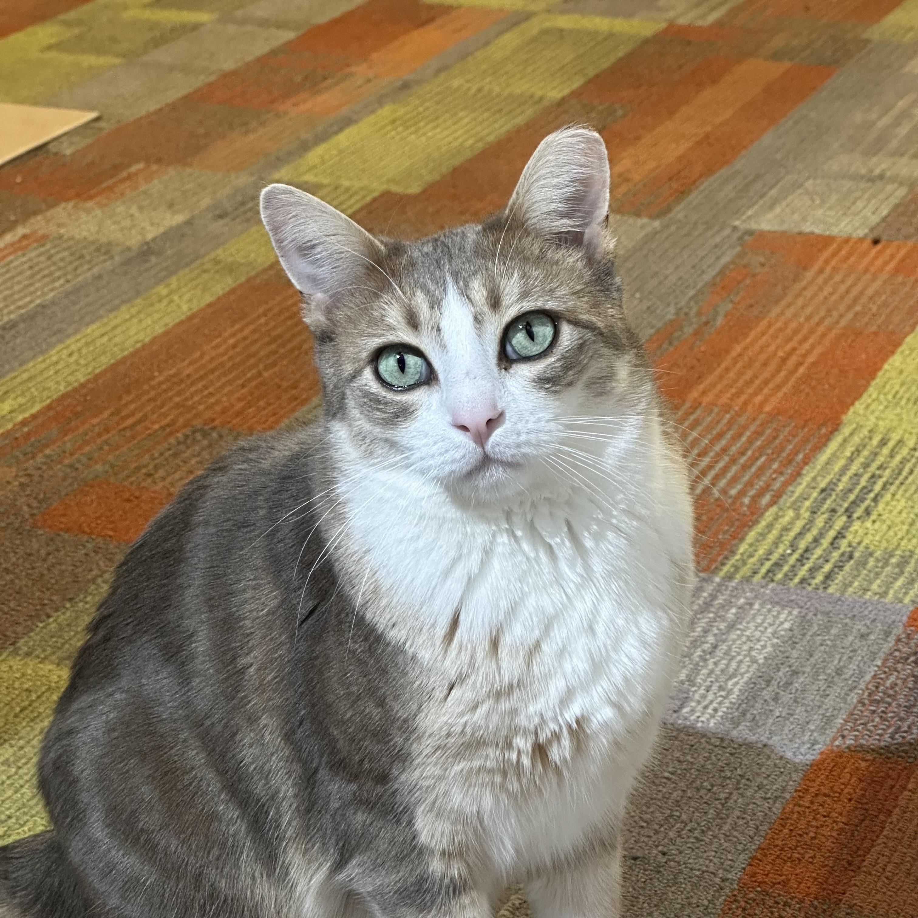 Chamisa, a Adoptable mixed breed in Santa Fe, NM image 2/6