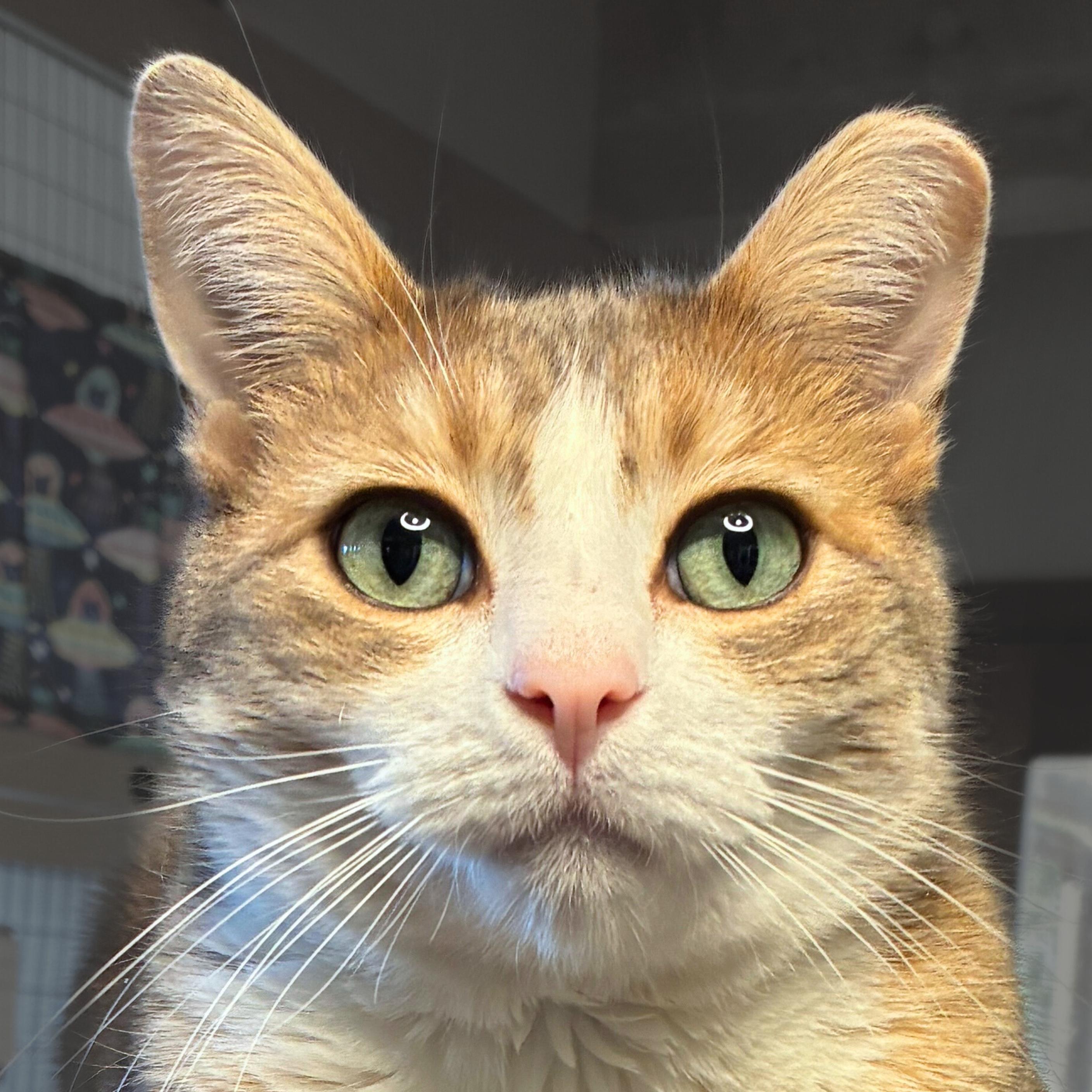 Enlarge Chamisa, a Adoptable mixed breed in Santa Fe, NM image 1/5