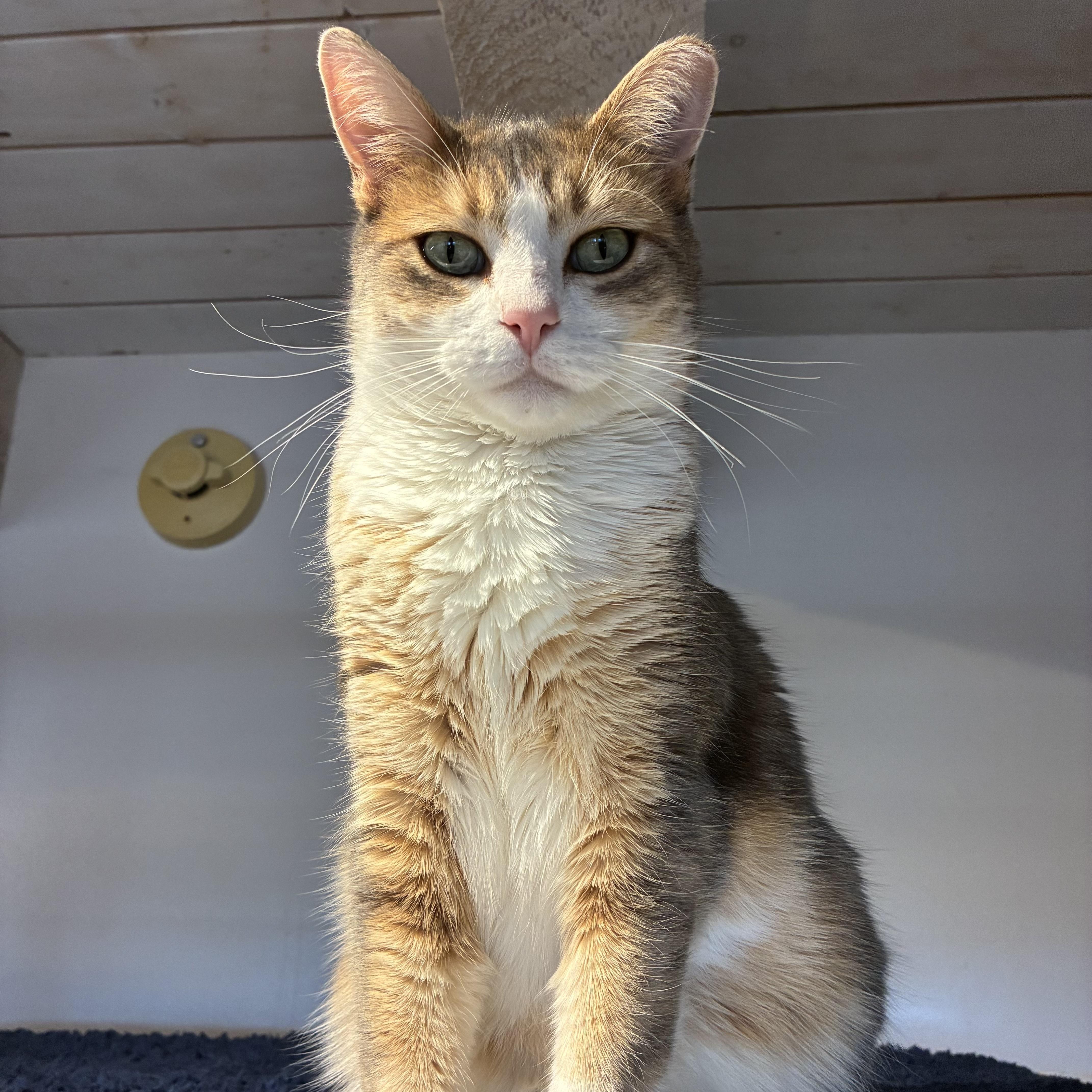 Chamisa, a Adoptable mixed breed in Santa Fe, NM image 5/6