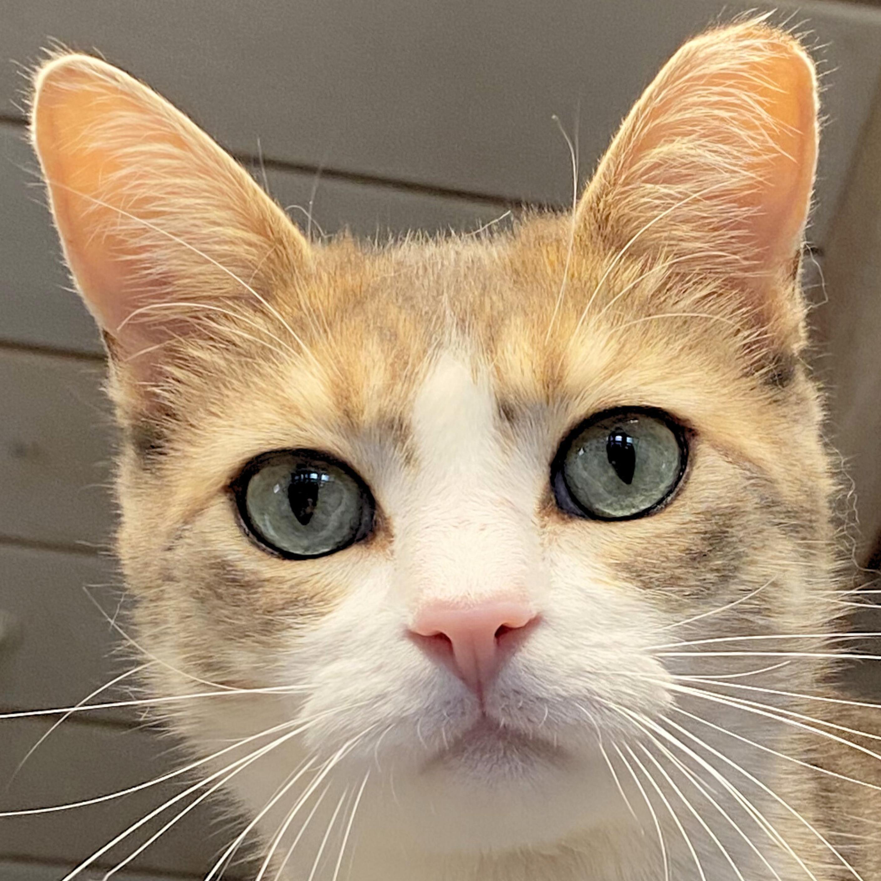 Enlarge Chamisa, a Adoptable mixed breed in Santa Fe, NM image 3/5