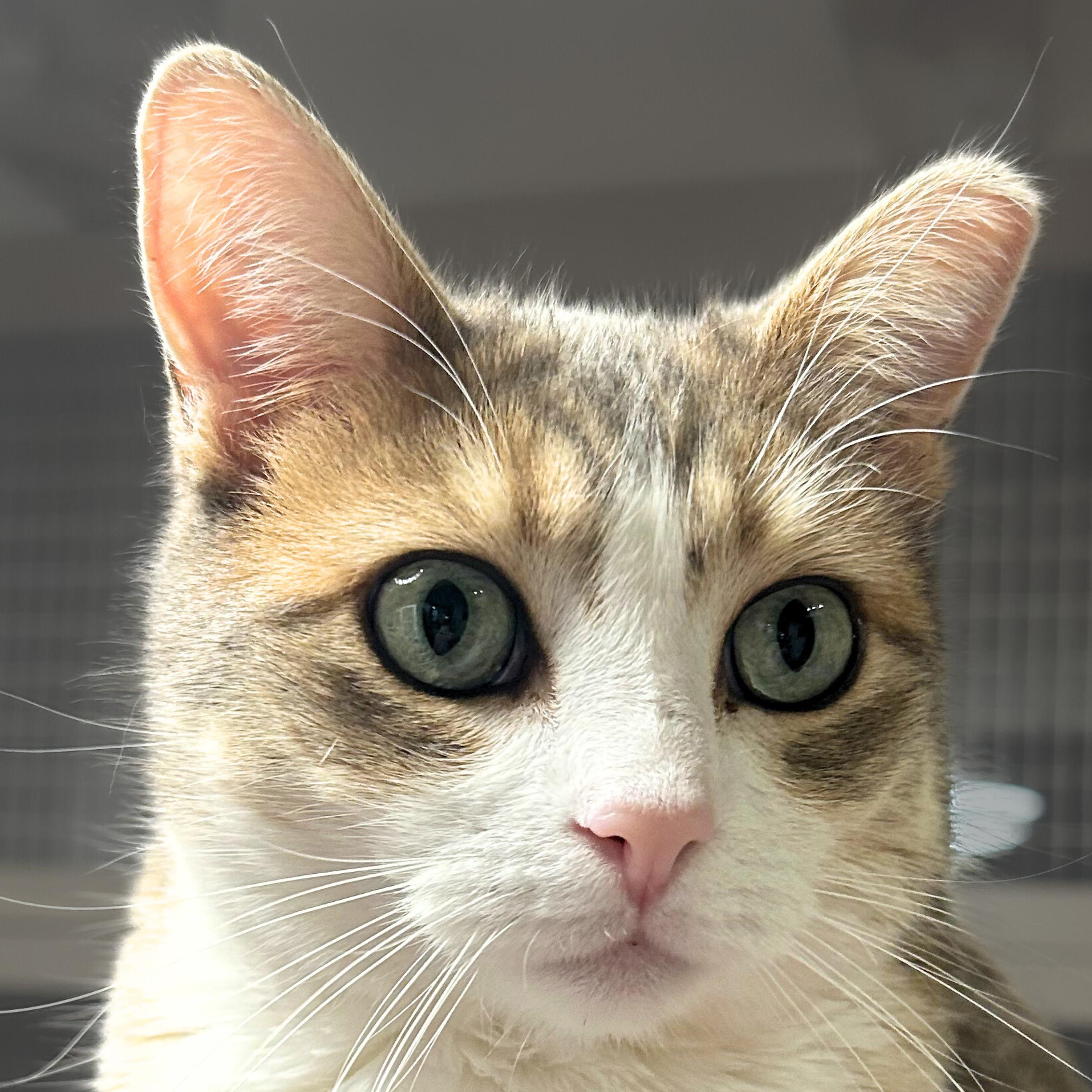 Enlarge Chamisa, a Adoptable mixed breed in Santa Fe, NM image 4/5