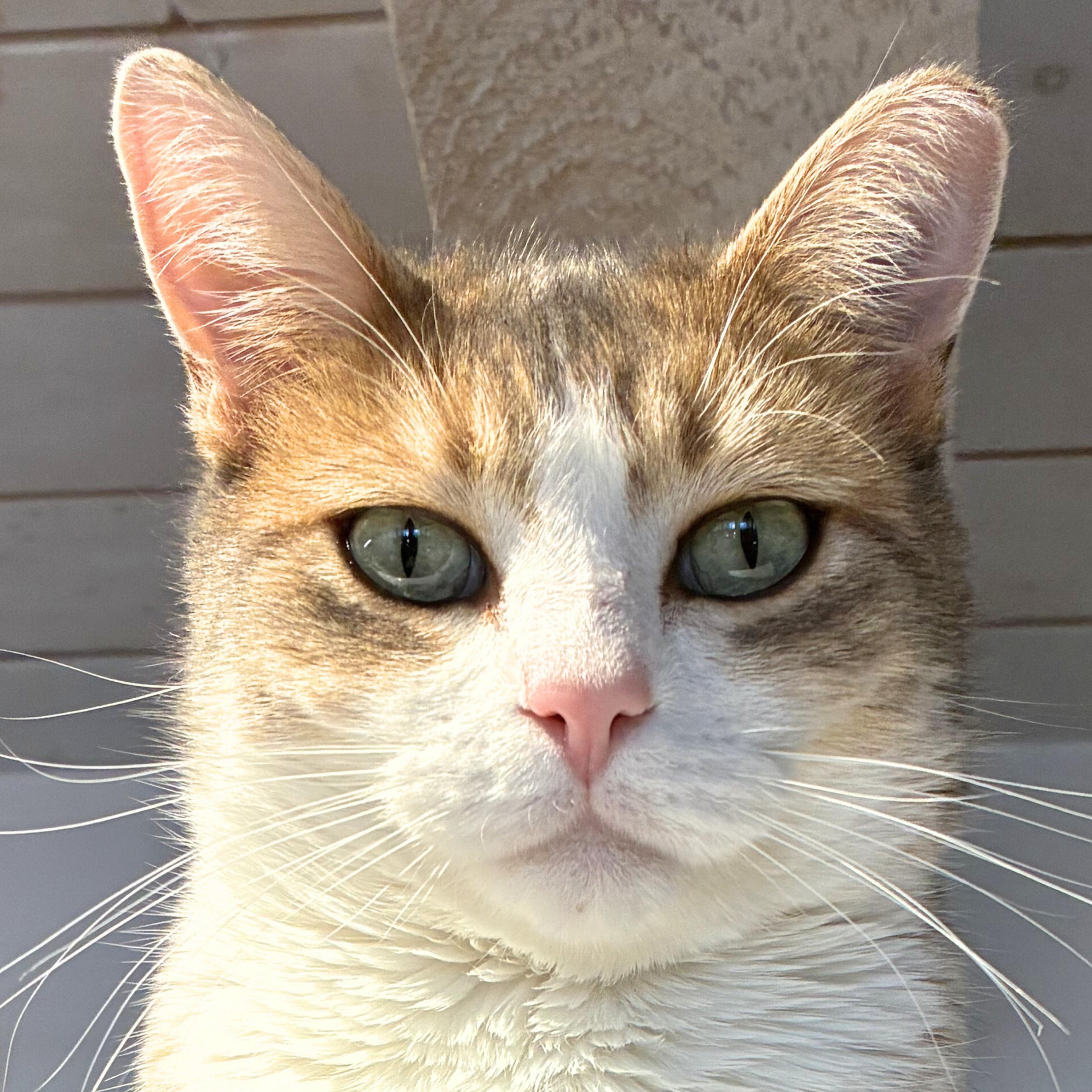 Enlarge Chamisa, a Adoptable mixed breed in Santa Fe, NM image 2/5