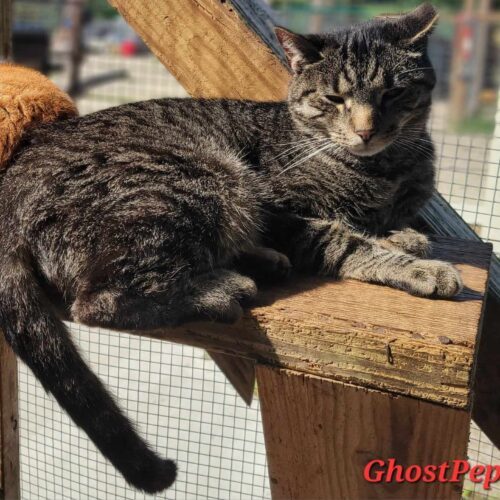 Enlarge Ghost Pepper, a Adoptable Domestic Short Hair in Tipp City, OH image 3/5