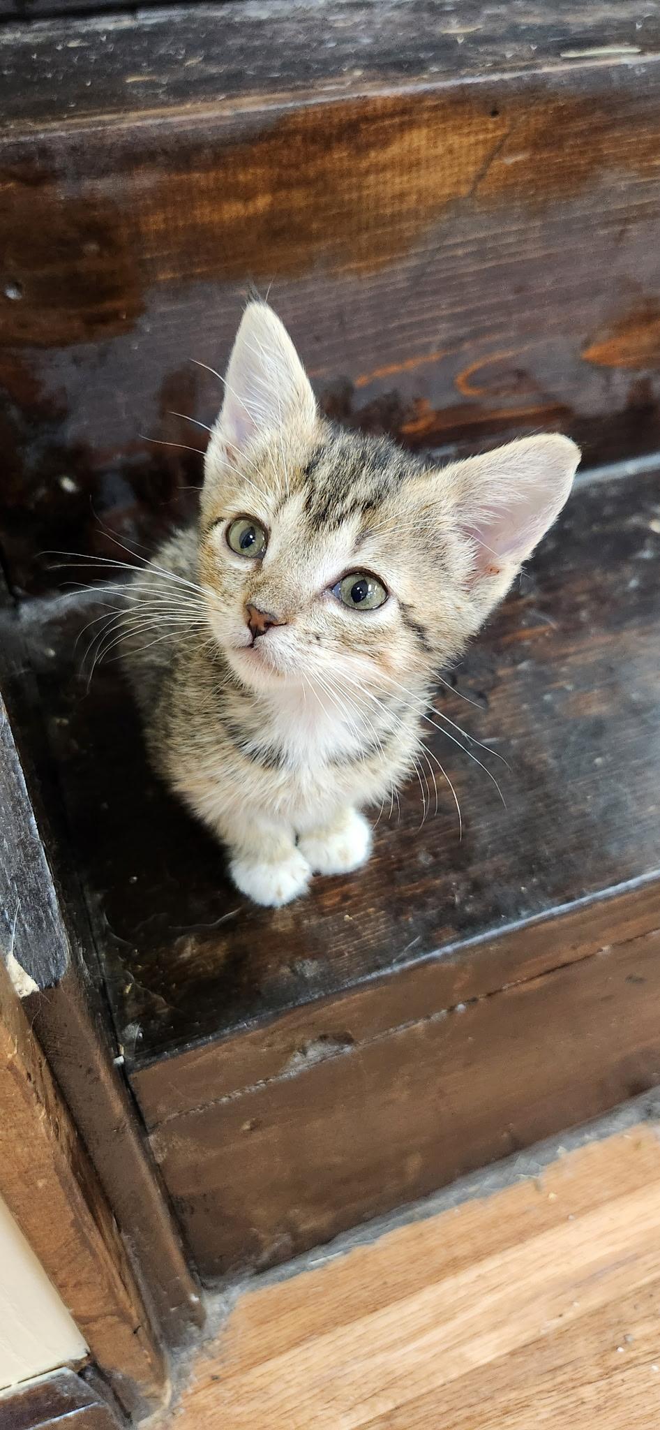 Apple, Adoptable, Kitten Female Tabby & Extra-Toes Cat / Hemingway Polydactyl.