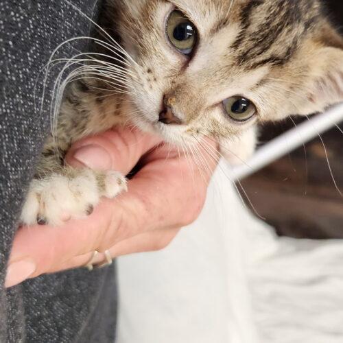Enlarge Apple, a Adoptable mixed breed in Kirksville, MO image 1/3