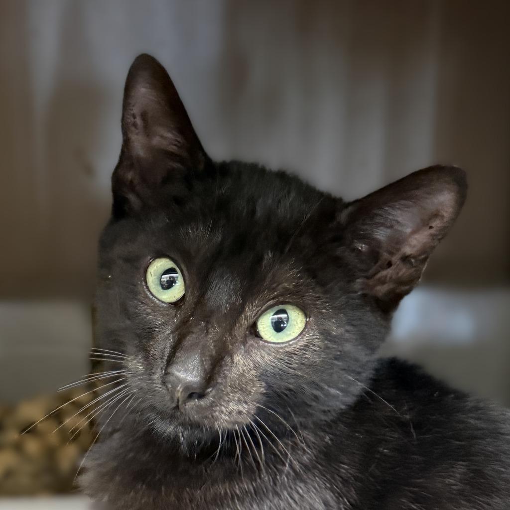 Coke, Adoptable, Kitten Male Domestic Short Hair.