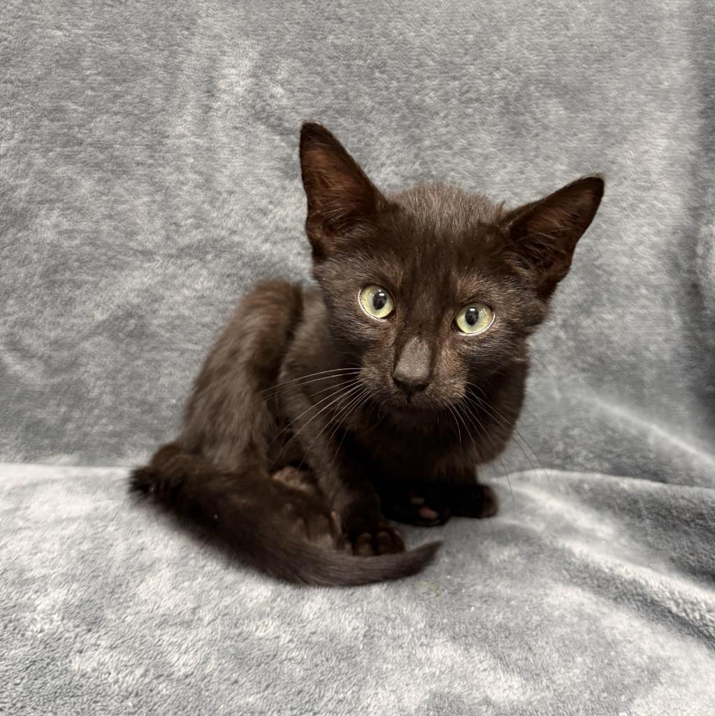 Coke, a Adoptable mixed breed in Brenham, TX image 5/6