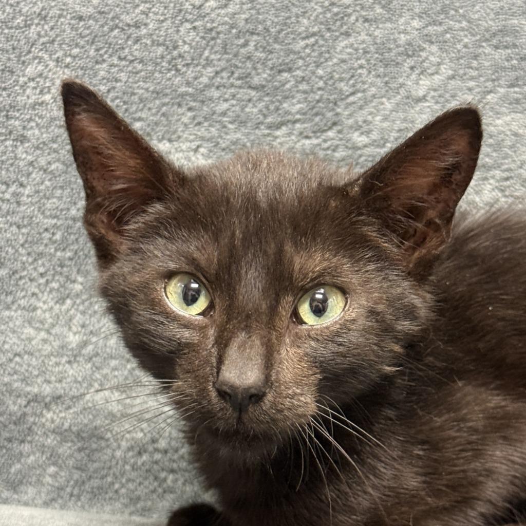 Coke, Adoptable, Kitten Male Domestic Short Hair.