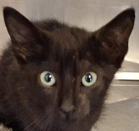 Coke, a Adoptable mixed breed in Brenham, TX image 2/6
