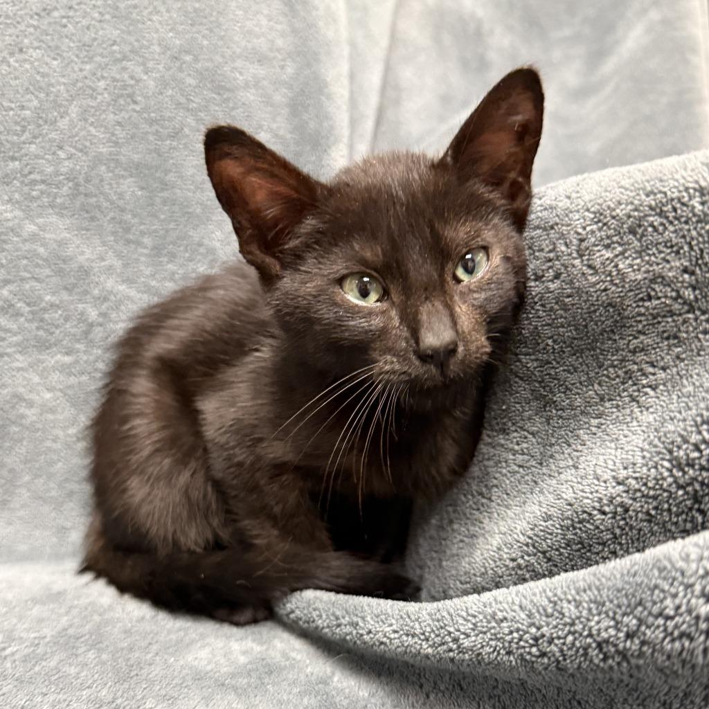 Coke, a Adoptable mixed breed in Brenham, TX image 3/6