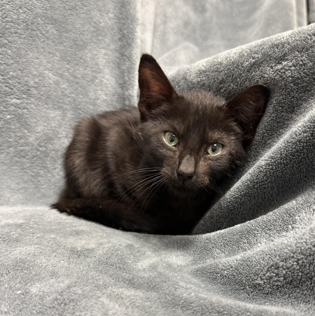 Coke, a Adoptable mixed breed in Brenham, TX image 6/6
