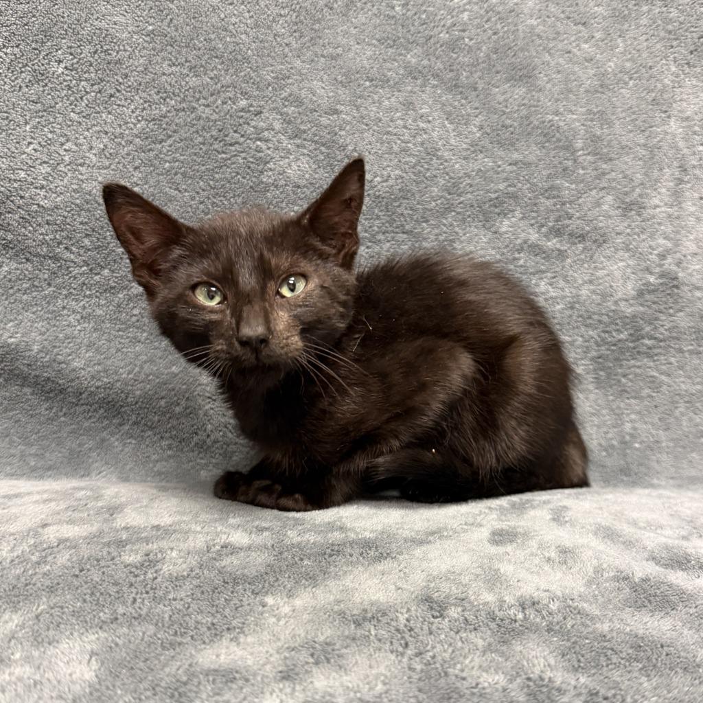 Coke, a Adoptable mixed breed in Brenham, TX image 4/6