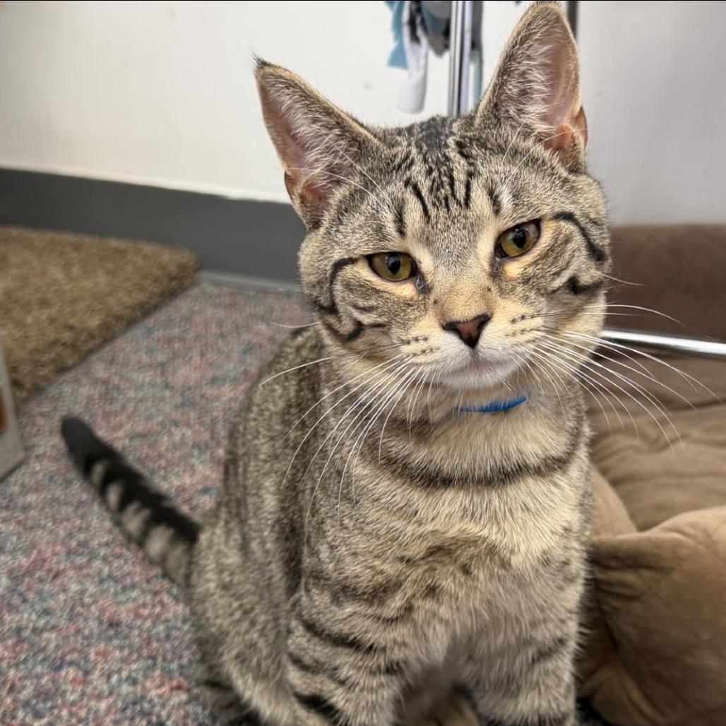 Matt, Adoptable, Young Male Domestic Short Hair.