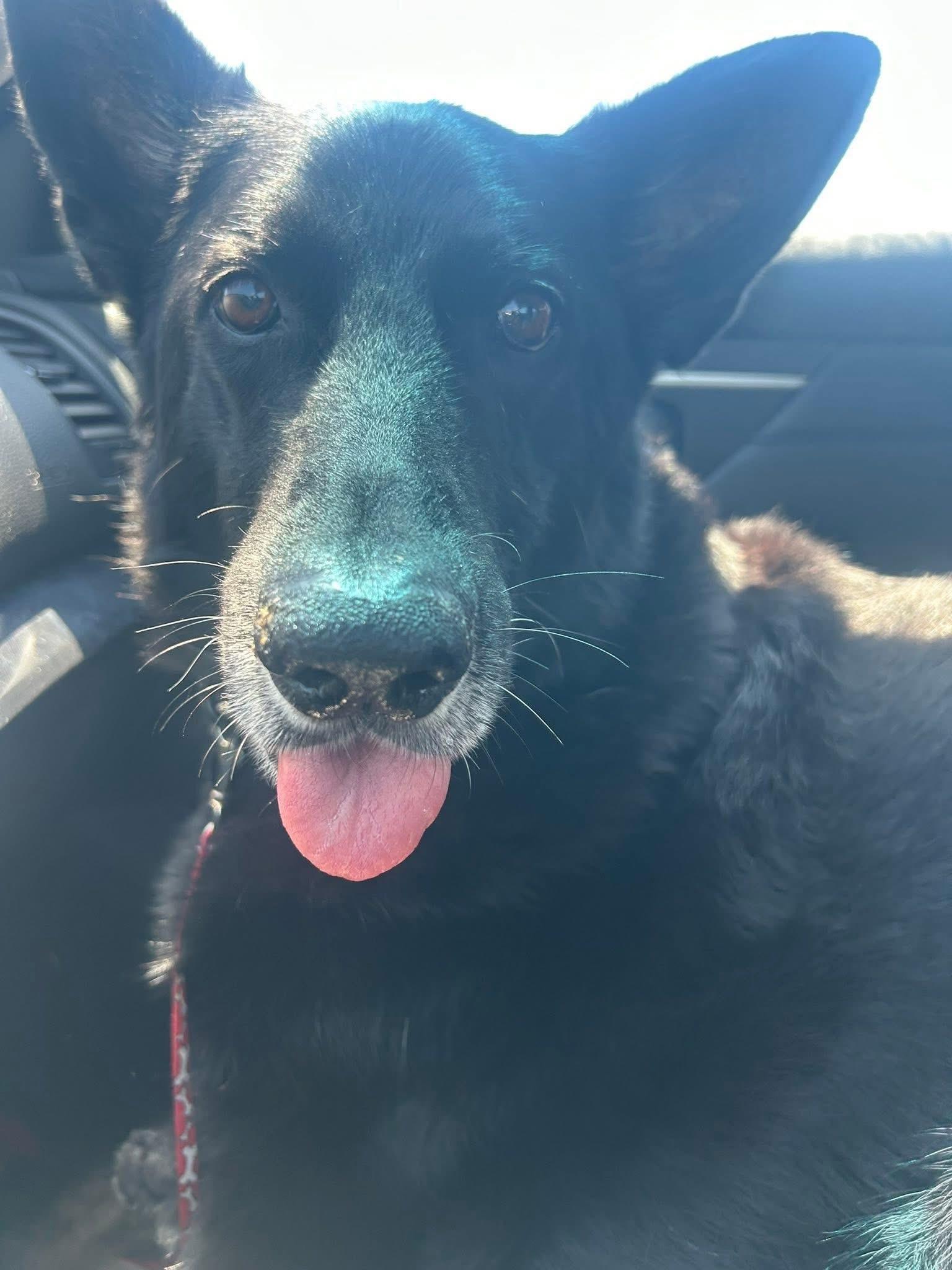 Enlarge Jet, a Adoptable German Shepherd Dog in Port Charlotte, FL image 1/4