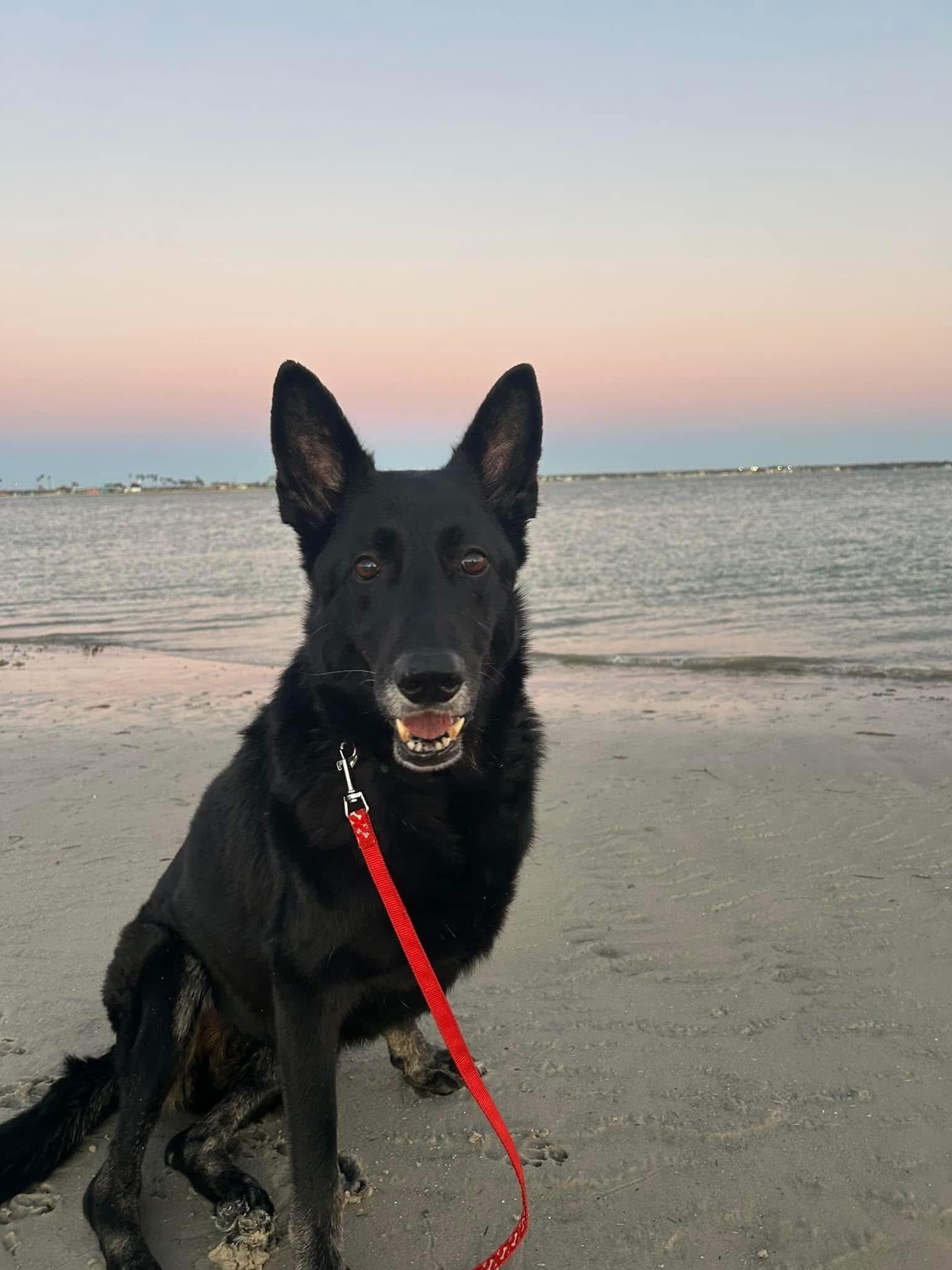 Enlarge Jet, a Adoptable German Shepherd Dog in Port Charlotte, FL image 2/4