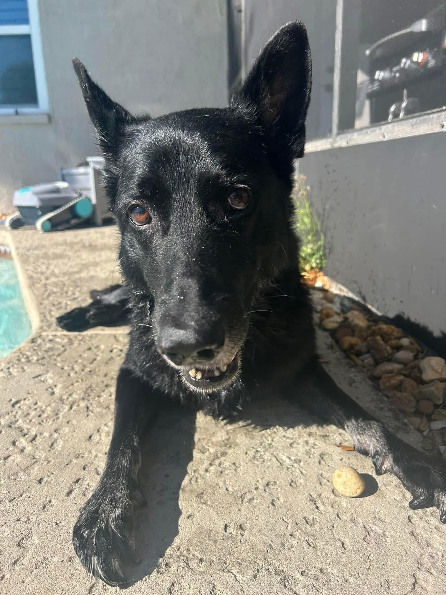 Enlarge Jet, a Adoptable German Shepherd Dog in Port Charlotte, FL image 4/4