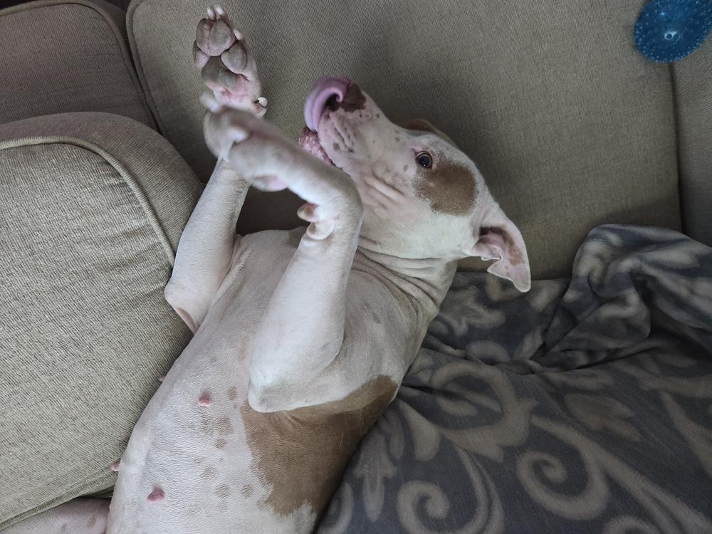 Penny, Adoptable, Young Female American Staffordshire Terrier & Pit Bull Terrier.