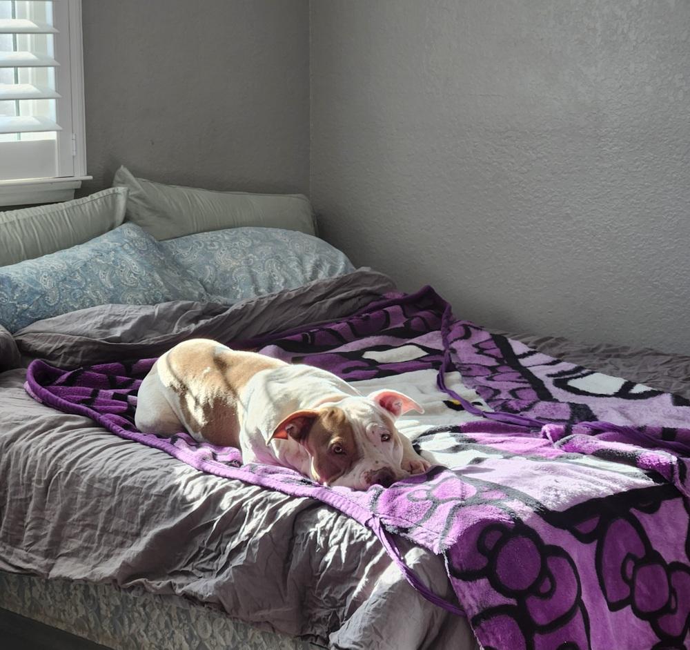 Enlarge Penny, a Adoptable mixed breed in Rancho Cucamonga, CA image 4/4