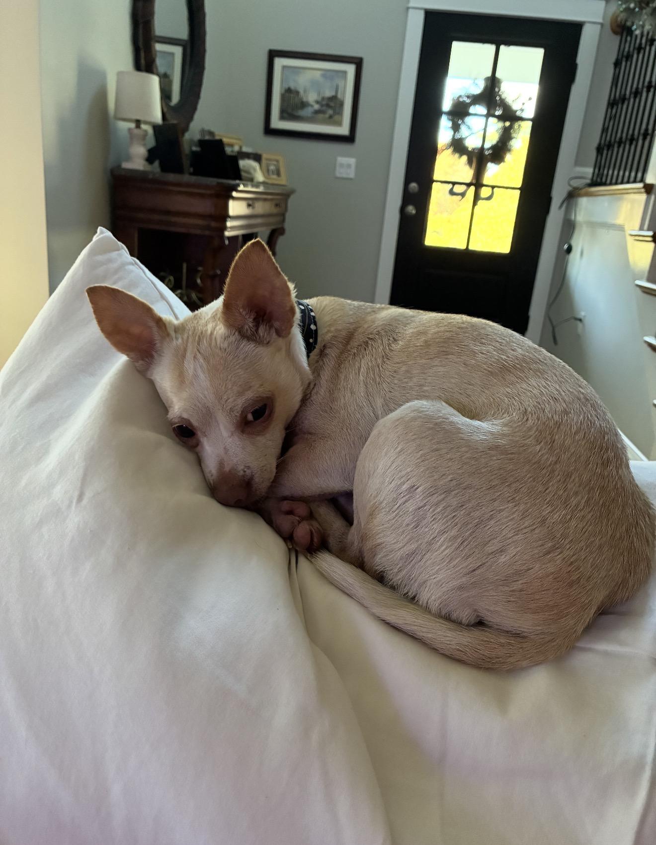 Magnolia courtesy post, Adoptable, Adult Female Chihuahua.
