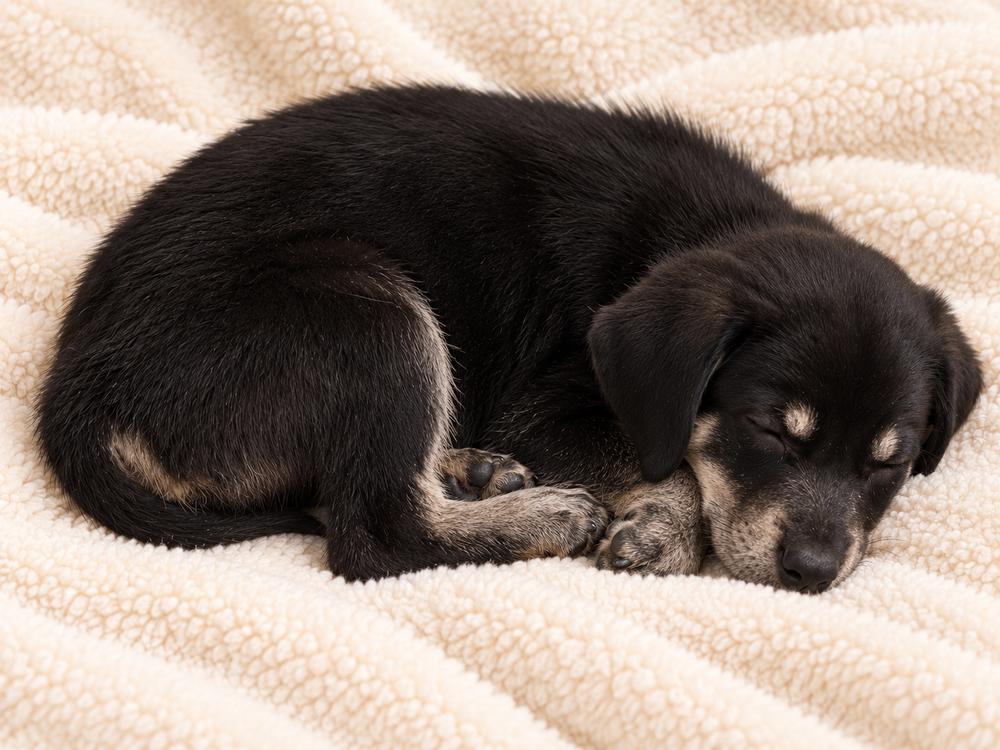 Sam Bass, Adopted, Puppy Male Mixed Breed.