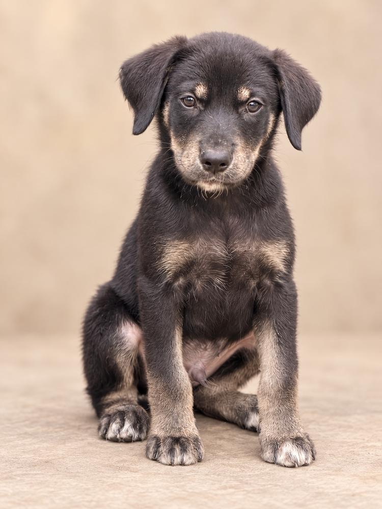 Enlarge Sam Bass, a Adopted mixed breed in Amherst, NY image 2/3