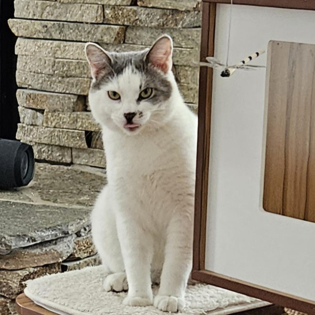 Enlarge Fred, a Adoptable Domestic Short Hair in Traverse City, MI image 1/6
