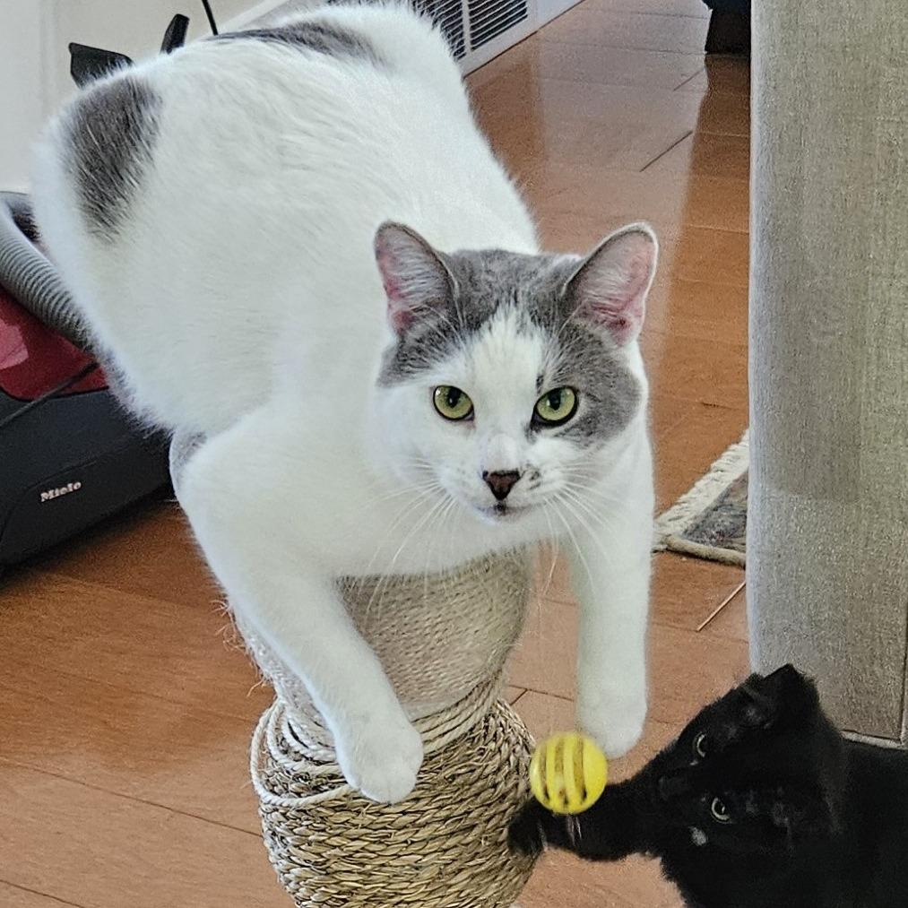 Enlarge Fred, a Adoptable Domestic Short Hair in Traverse City, MI image 2/6