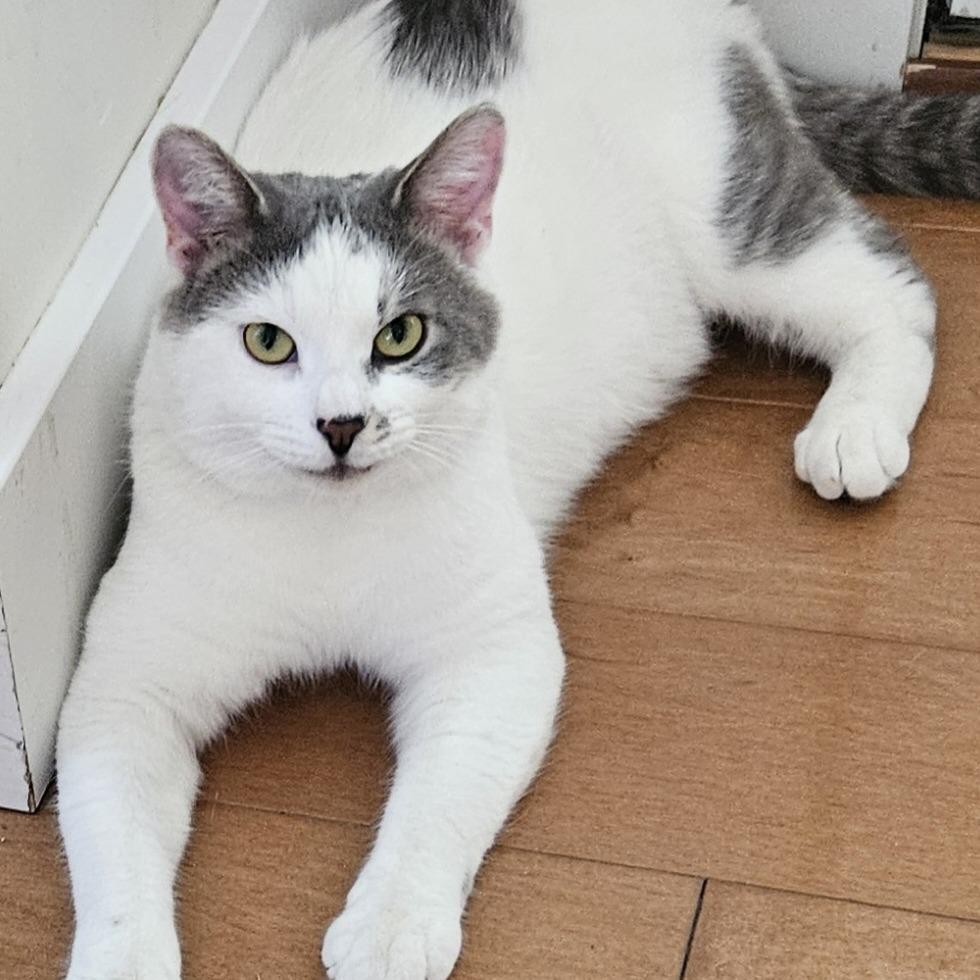 Fred, a Adoptable Domestic Short Hair in Traverse City, MI image 1/6