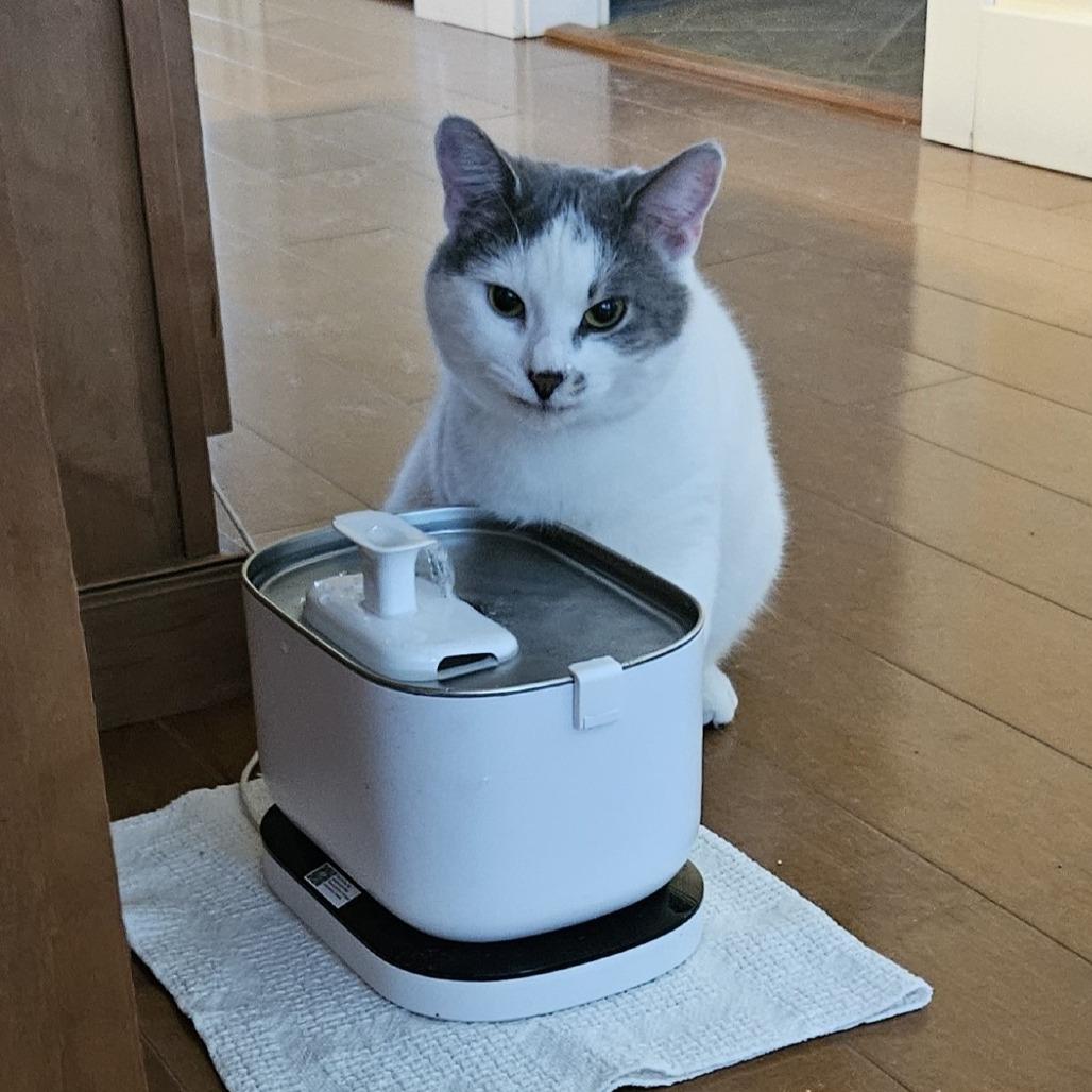 Fred, a Adoptable Domestic Short Hair in Traverse City, MI image 2/6