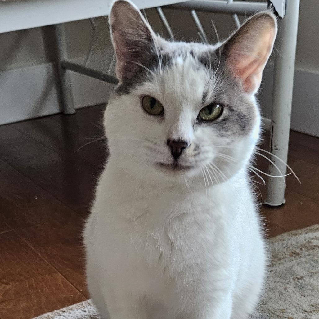Fred, a Adoptable Domestic Short Hair in Traverse City, MI image 3/6