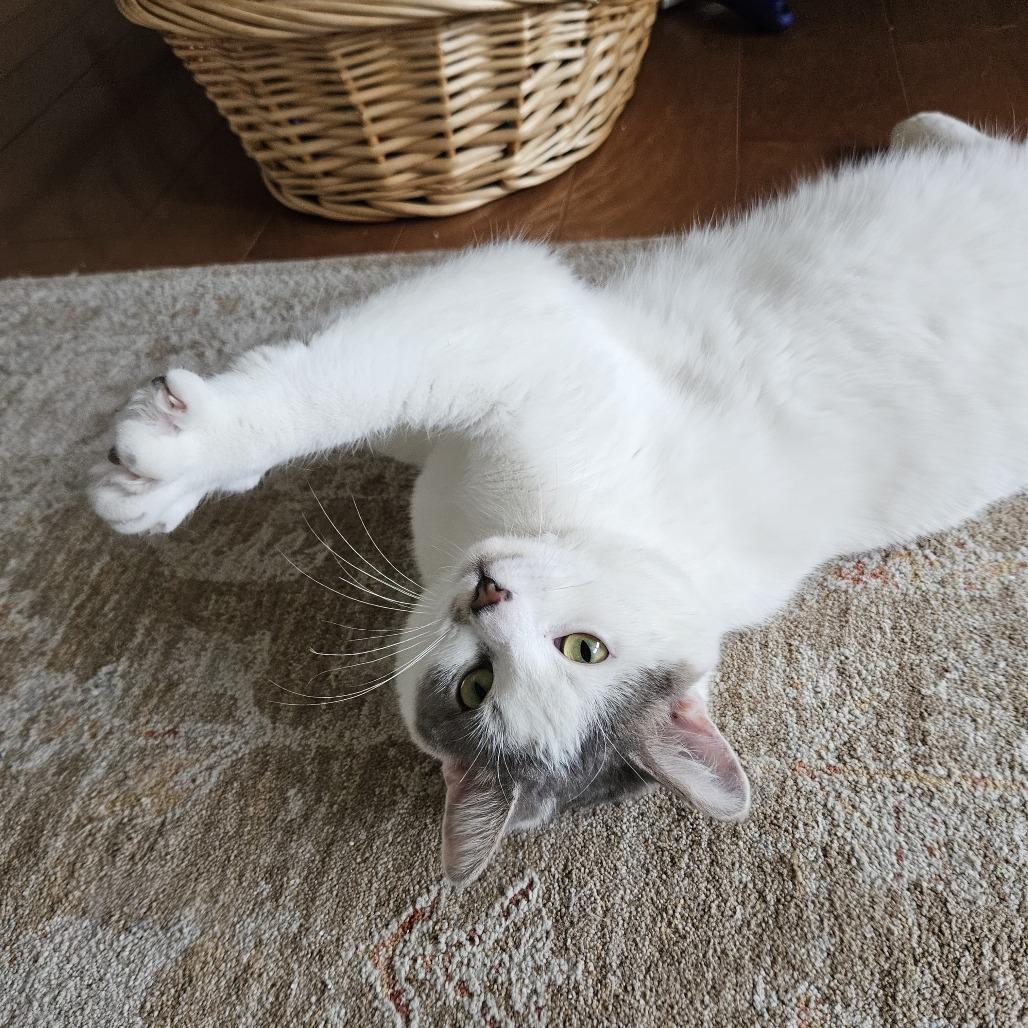 Fred, a Adoptable Domestic Short Hair in Traverse City, MI image 4/6
