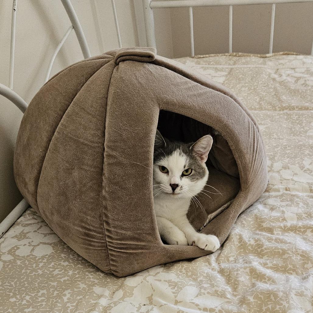 Fred, a Adoptable Domestic Short Hair in Traverse City, MI image 5/6