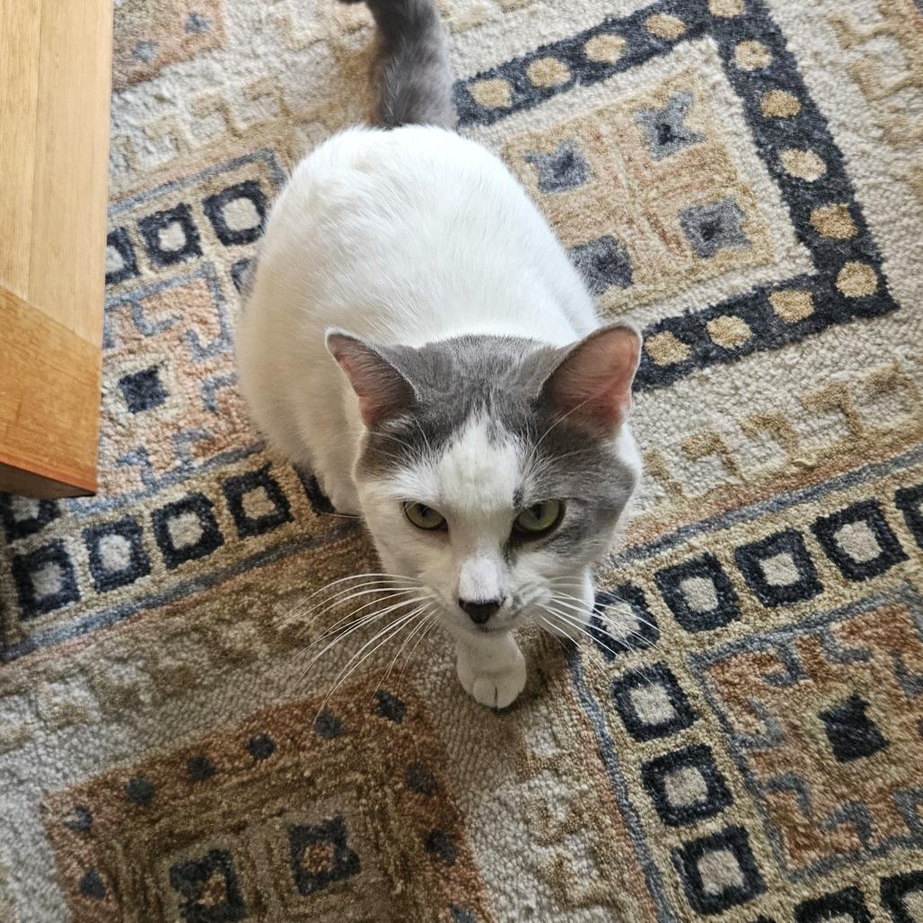 Enlarge Fred, a Adoptable Domestic Short Hair in Traverse City, MI image 5/6