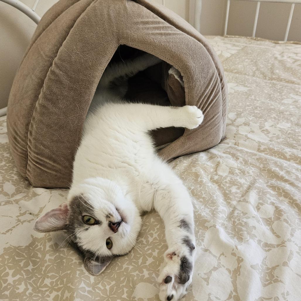Fred, a Adoptable Domestic Short Hair in Traverse City, MI image 6/6