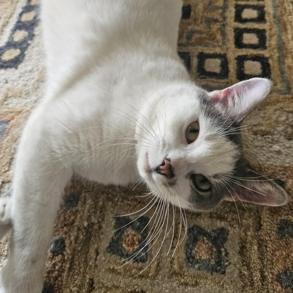 Enlarge Fred, a Adoptable Domestic Short Hair in Traverse City, MI image 6/6