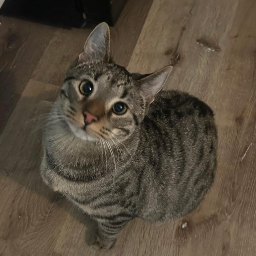 Po, Adoptable, Young Female Domestic Short Hair.