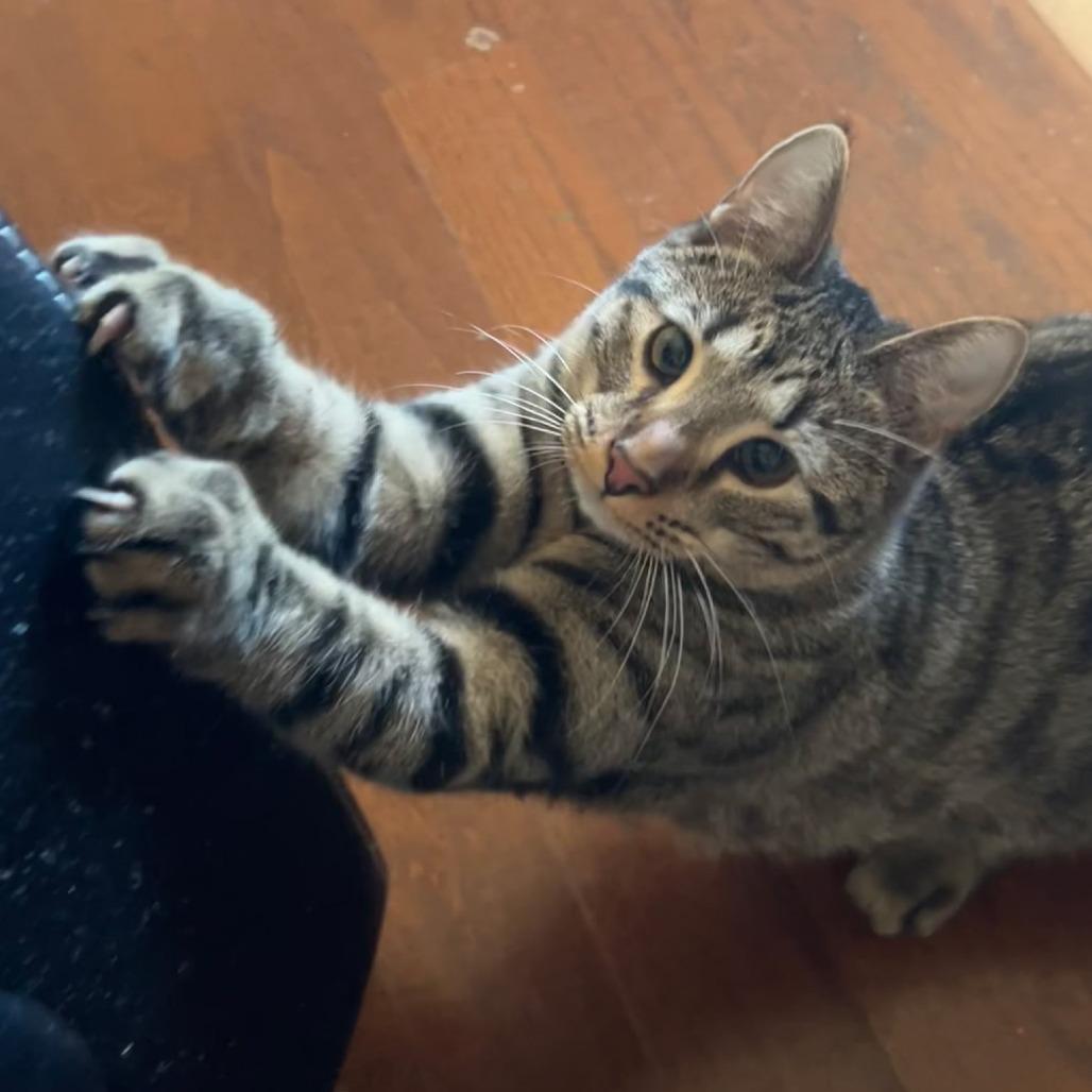 Po, a Adoptable Domestic Short Hair in Huntsville, AL image 3/3