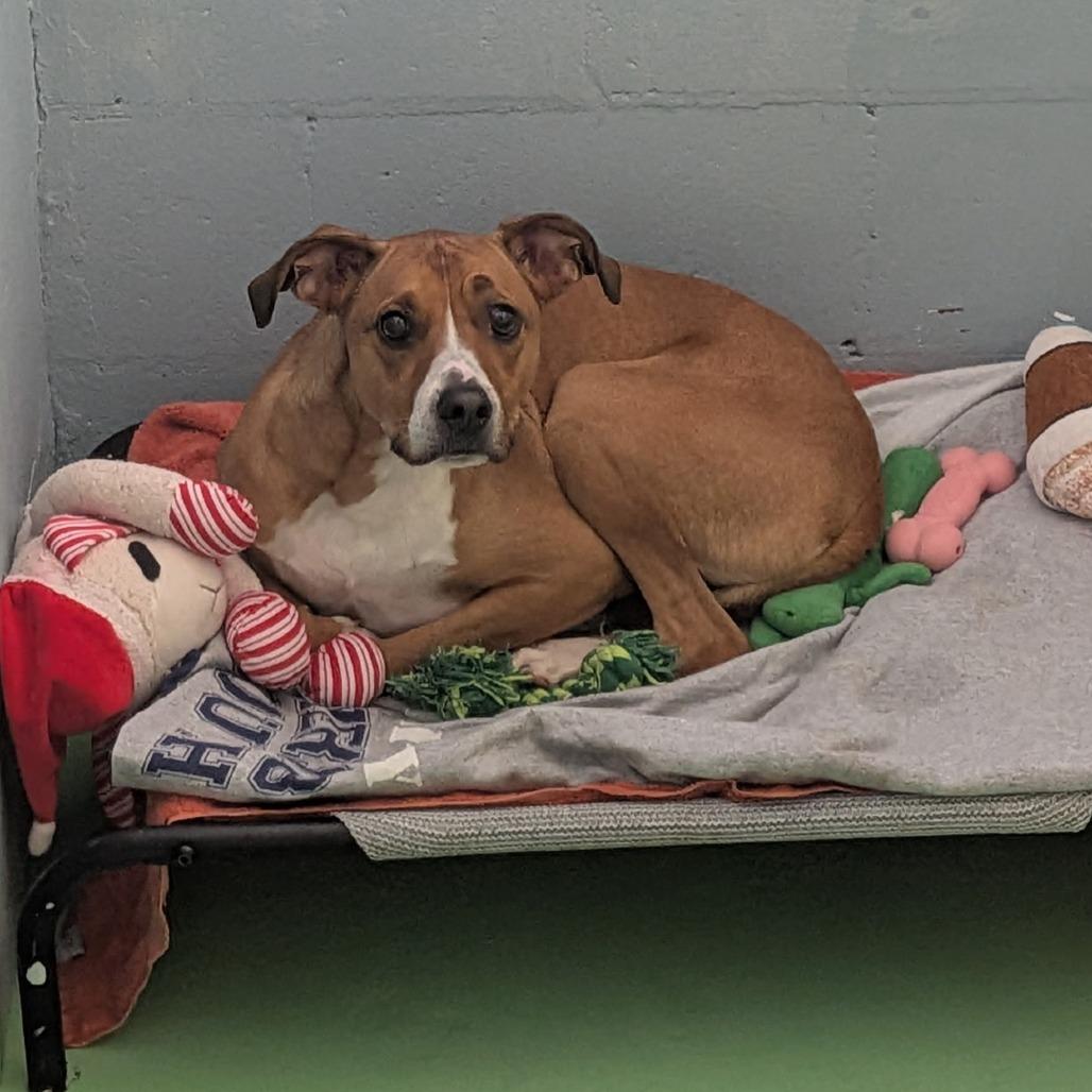 Charlie, a Adoptable mixed breed in Enterprise, AL image 1/2