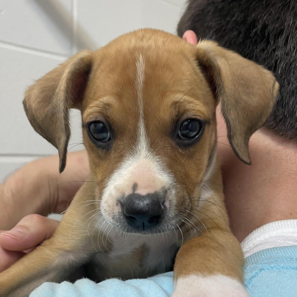 Charlie, a Adoptable mixed breed in Enterprise, AL image 2/2