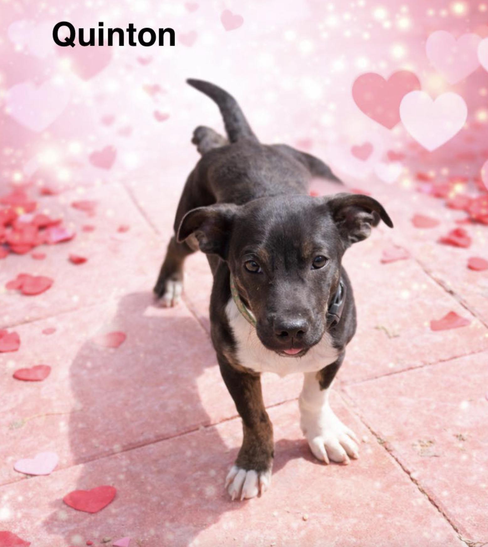 Quinton — thumbnail 3