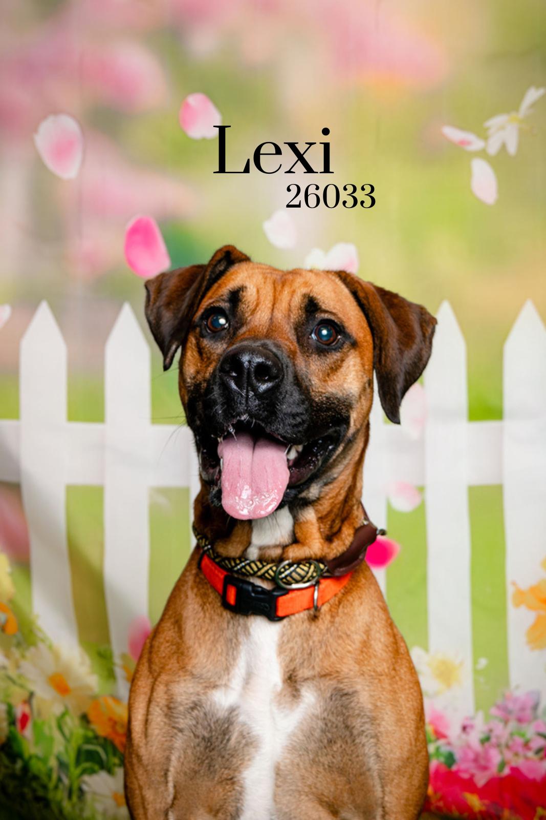 Enlarge Lexi, a Adoptable mixed breed in Oak Ridge, TN image 1/6