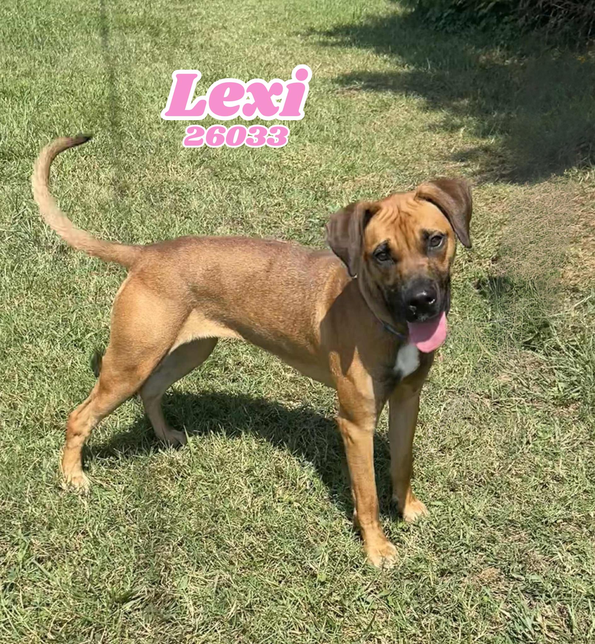 Enlarge Lexi, a Adoptable mixed breed in Oak Ridge, TN image 1/6