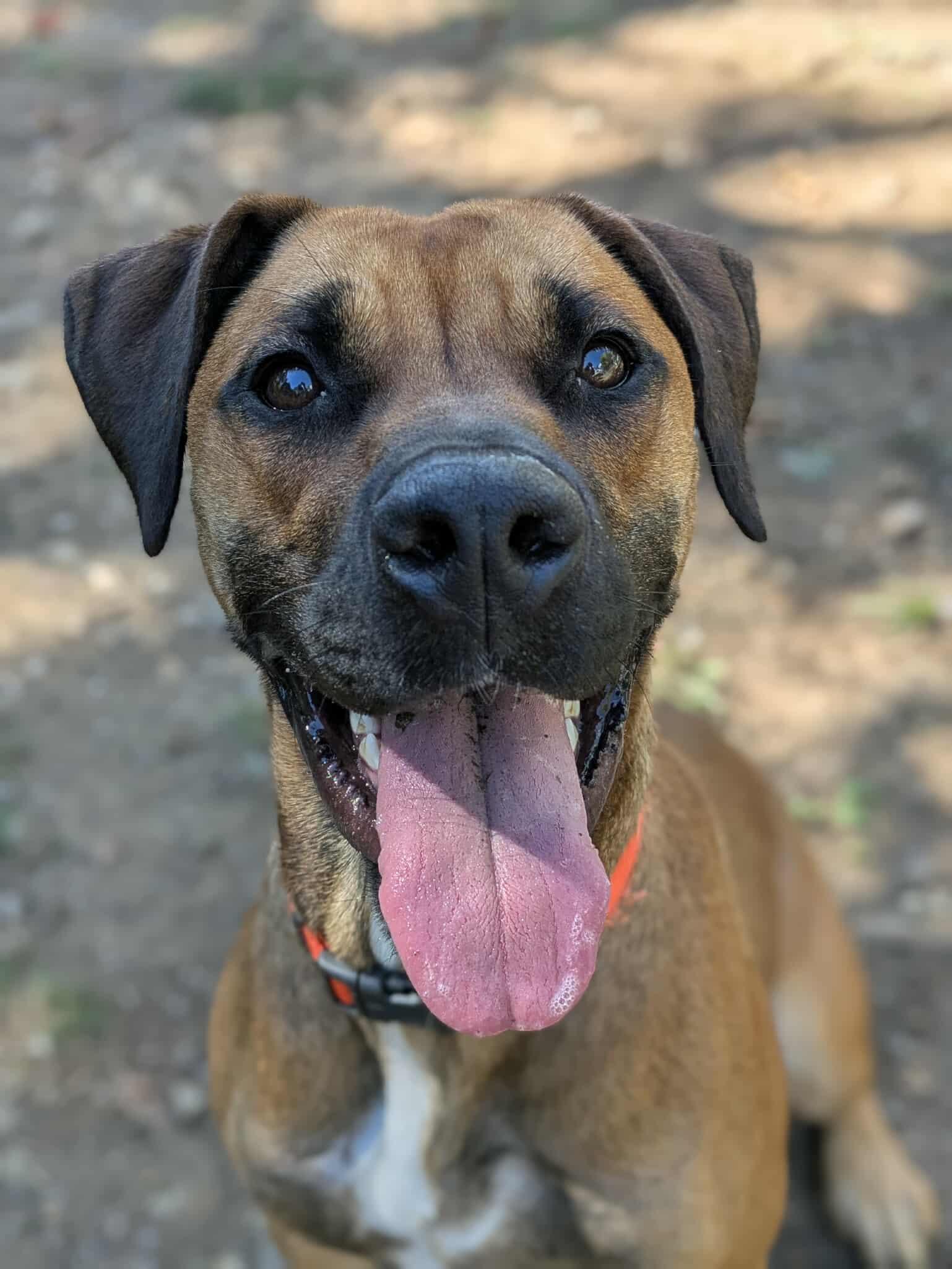 Enlarge Lexi, a Adoptable mixed breed in Oak Ridge, TN image 3/6