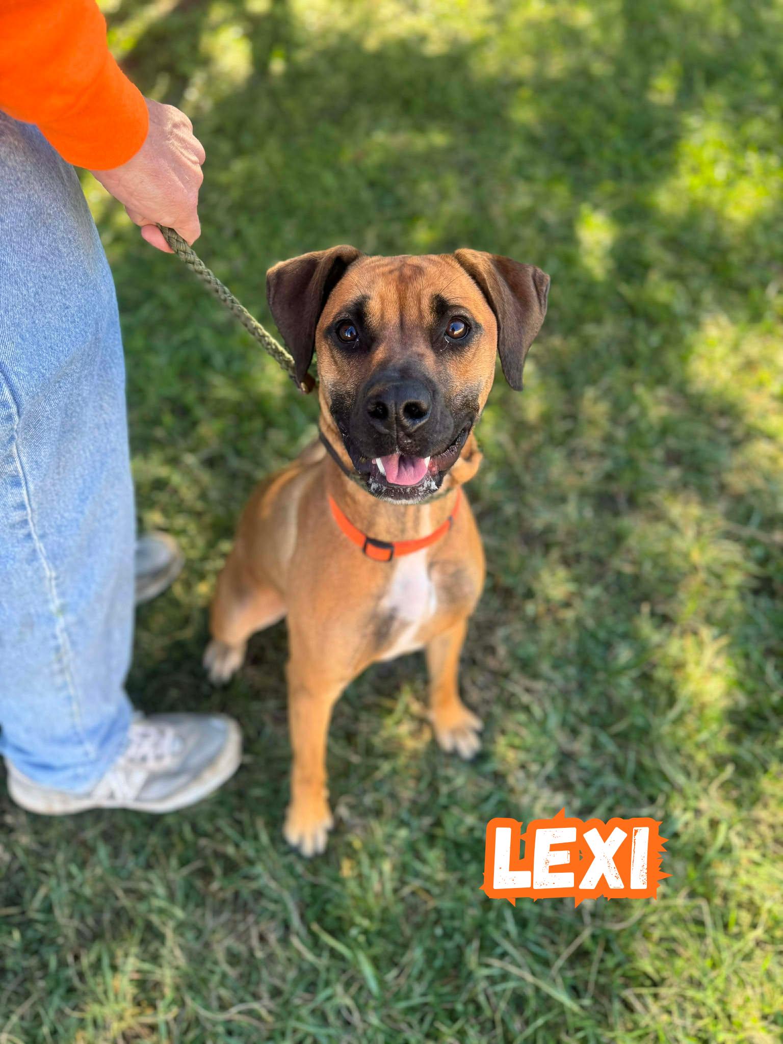 Enlarge Lexi, a Adoptable mixed breed in Oak Ridge, TN image 2/6