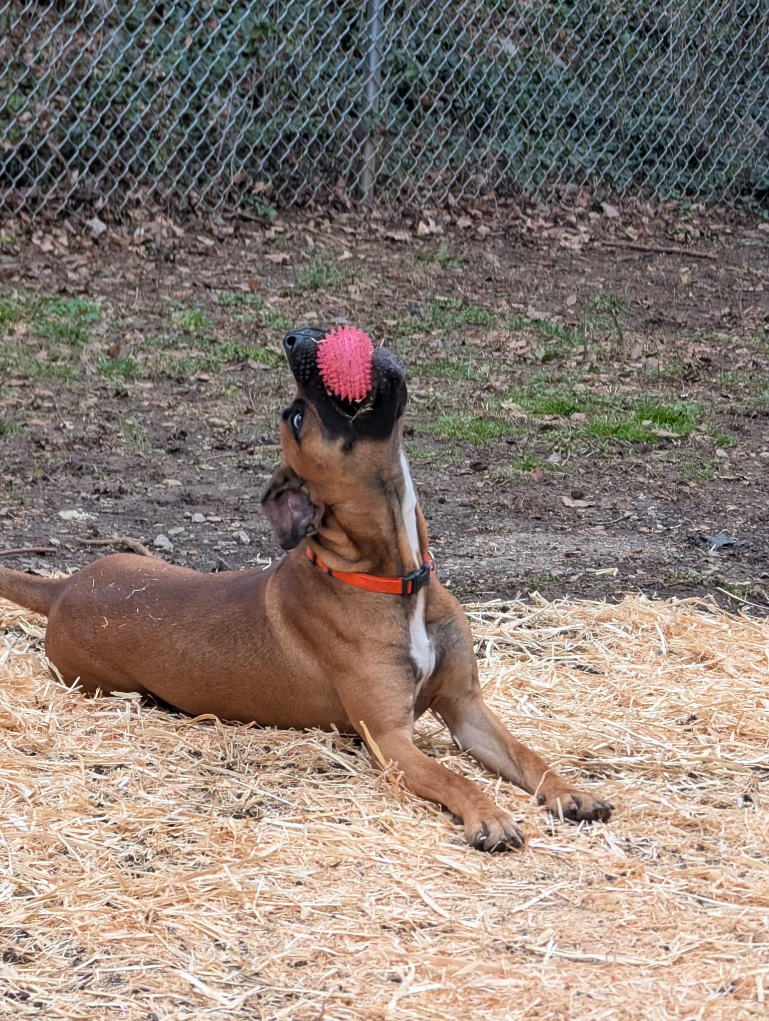 Enlarge Lexi, a Adoptable mixed breed in Oak Ridge, TN image 4/6