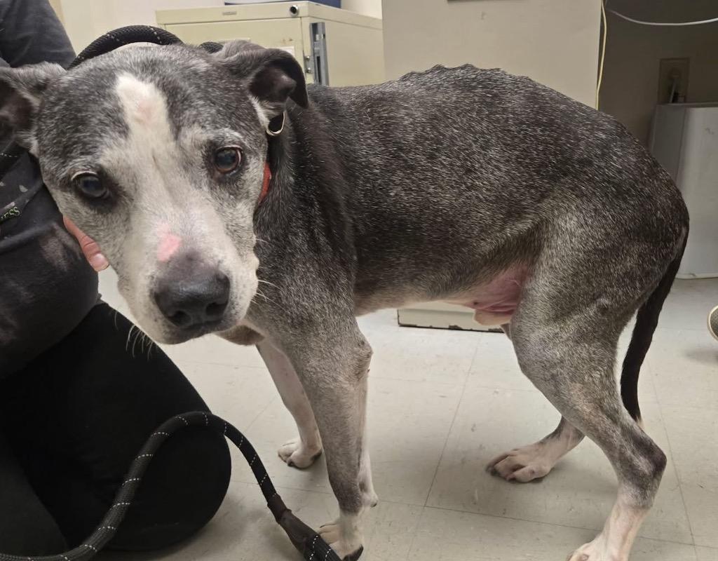 Enlarge Clarence, a Adopted mixed breed in Liverpool, NY image 1/1
