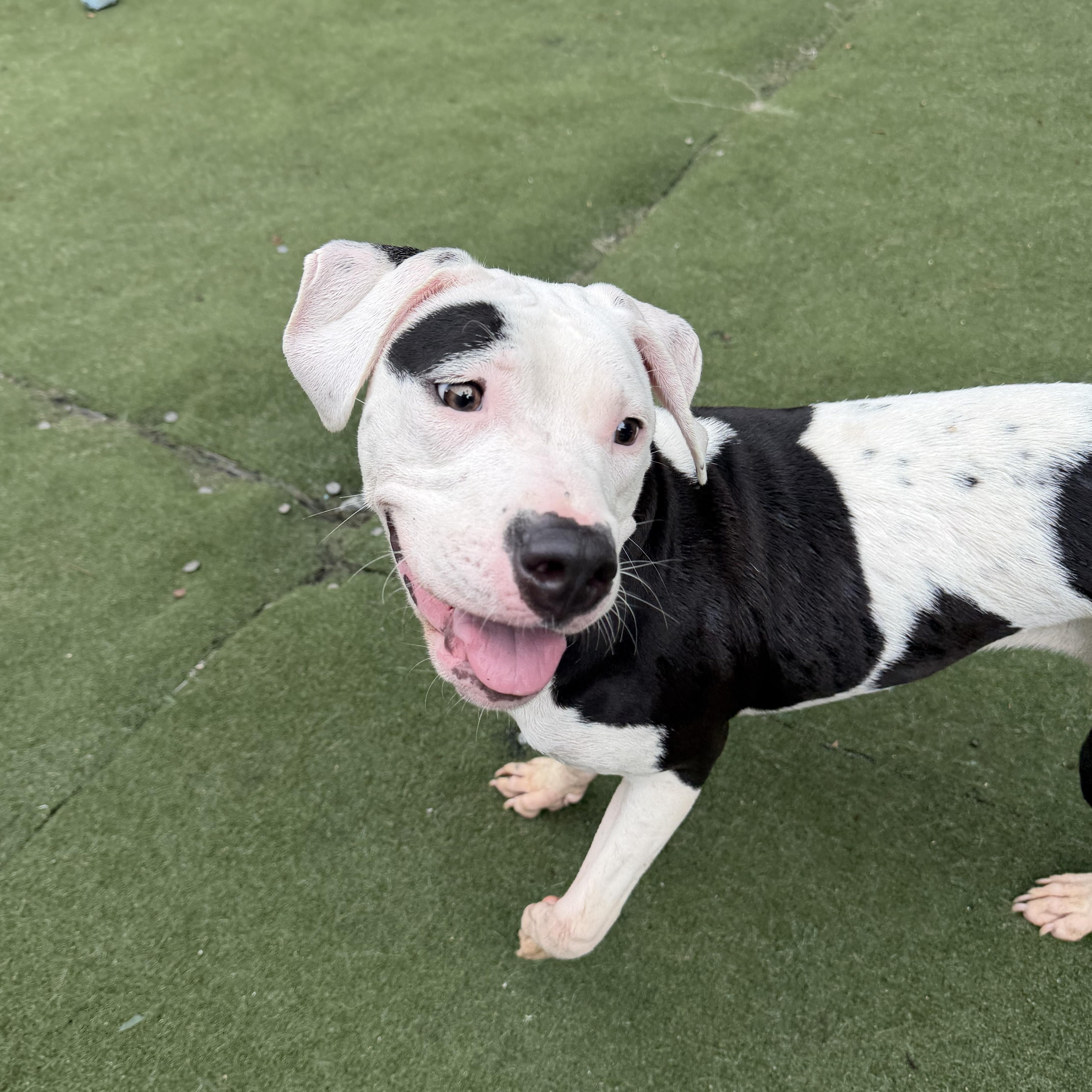 Capri, an adopted mixed breed in Charlotte, NC image 2/6